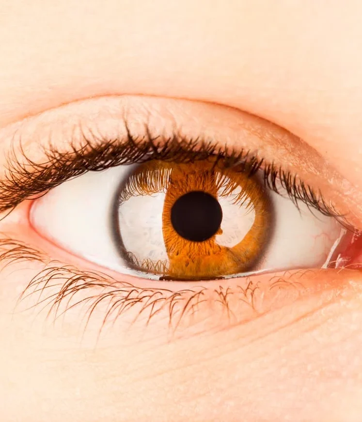 close up of a brown eye