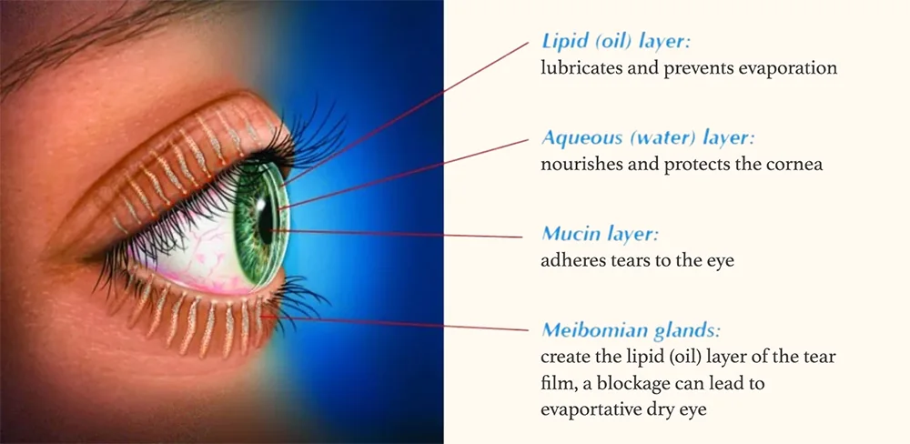 tear film diagram